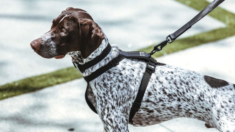 Killspencer brings its leather goods to our canine friends
